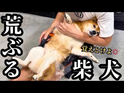 【換毛期】突然開催される「春の毛祭り」に文句を言いまくる柴犬 サムネイル