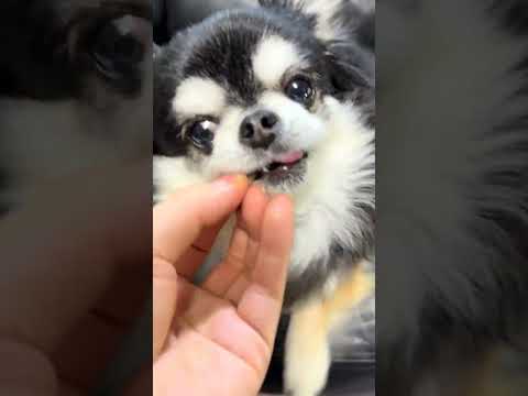 黒毛和牛ステーキで誕生日のお祝いをするチワワのいちご サムネイル