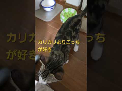 【体重計変更】今日のキビ。体重1.9Kg cat kitten 猫 子猫 仔猫 子猫の体重 ibukikohaku 癒… サムネイル