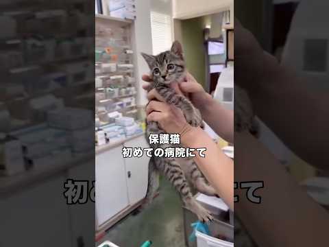 地域猫を保護して初めての病院に連れていったら 保護猫 地域猫 野良猫 shorts サムネイル