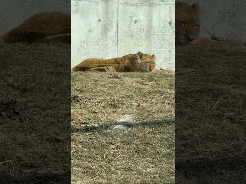 shorts 仔ライオン🦁のベガちゃん　のんほいパーク　2026年2月13日 サムネイル