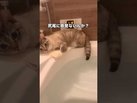 全身は濡れたくないのに尻尾だけお湯にちょんちょんして湯をたしなむシャム猫 シャム猫 保護猫 ミックス猫 shorts サムネイル