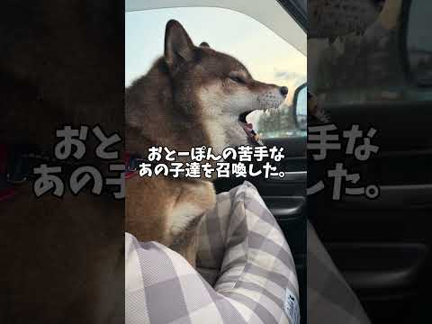 柴犬🐕怒りのの復讐劇・・・💢 サムネイル
