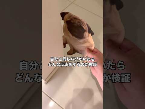 自分にそっくりのパグが突然現れたら愛犬はどんな反応をするのか！？ パグ 鼻ぺちゃ パグのいる生活 shorts サムネイル