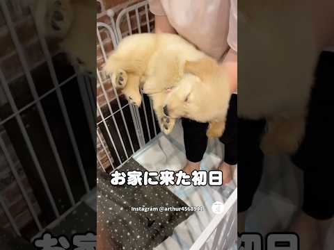 初日から爆睡…全く起きないゴルパピが可愛い💕　ゴールデンレトリバー 子犬　犬　かわいい　可愛い犬 サムネイル