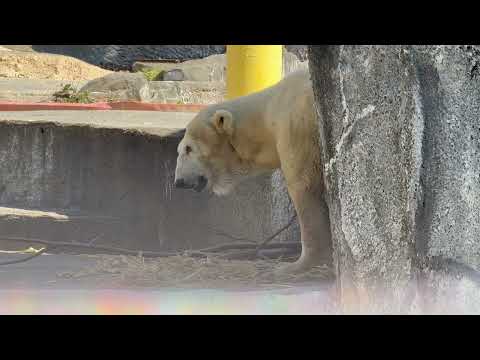 立ち上がったが🥹！10:14 頃のバフィンさん　   ホッキョクグマ　浜松市動物園にて　2026年3月15日 サムネイル