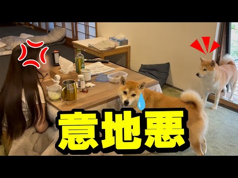 仕事をサボろうとする娘に意地悪して激怒させる柴犬が面白い サムネイル