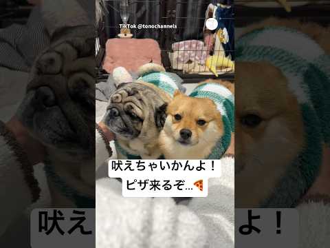 吠えちゃダメ‼️ピザ配達前、必死の説得　　犬　いぬ　面白い　犬のいる暮らし かわいい犬 サムネイル