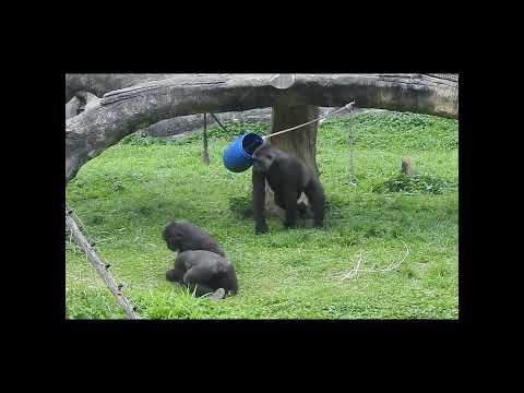 gorilla Tayari 15y2 old mom & son Jabali 5y5m old & nephew… サムネイル