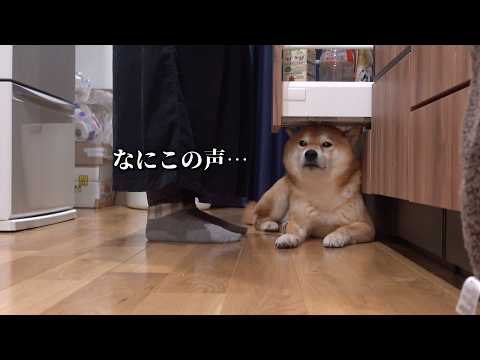 様子がおかしく鳴き続ける柴犬、その意外な原因とは… サムネイル
