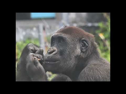 little gorilla Jabali 5y1m old eat shorts. J吃紅蘿蔔 サムネイル