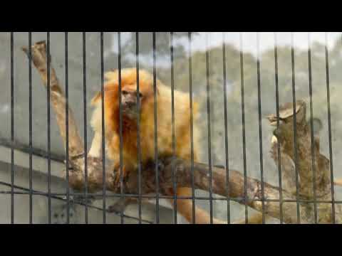 エリオく〜ん！　ゴールデンライオンタマリン　浜松市動物園にて　2026年3月15日 サムネイル