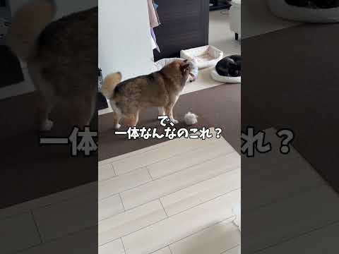 犬🐕の飼い主が作った謎の匂い玉の正体 サムネイル