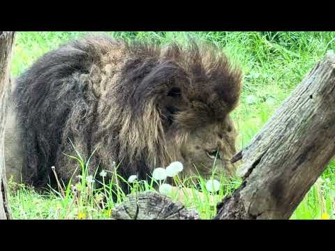 屠体給餌「ライオンのガブガブタイム」　その１　千葉市動物公園にて　2026年4月18日 サムネイル