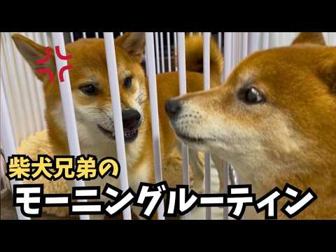 【真逆過ぎ】陽キャと隠キャ柴犬のモーニングルーティン【GRANDS】 サムネイル