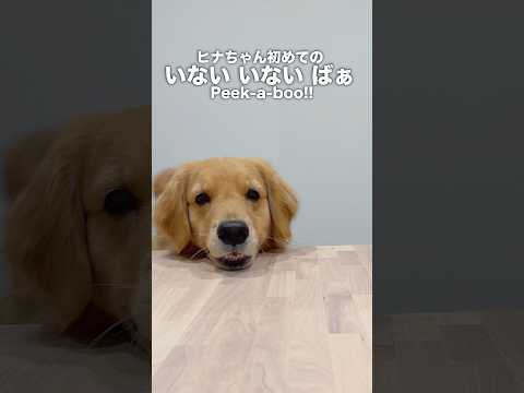 初めて『いないいないばあ』をするゴールデンレトリバー【Peekaboo】shorts サムネイル