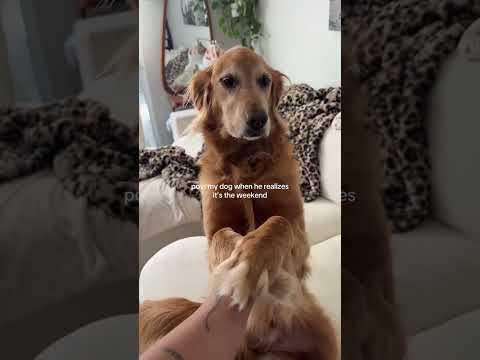 coming home to my golden retriever🥵 goldenretreiver dog ind… サムネイル