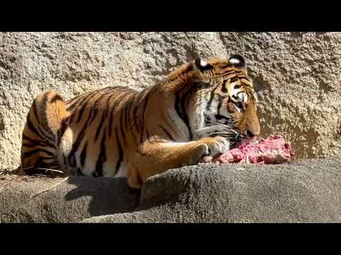 サーシャちゃん丁寧に上手に食べてます〜😊　今日はサーシャの日　アムールトラ　浜松市動物園にて　2026年2月14日 サムネイル