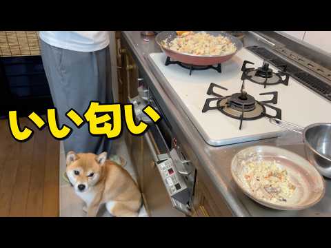 「私の分ある？」いい匂いがするのでお母さんに密着　柴犬小夏 サムネイル