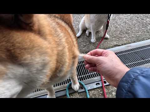 ココさんの ころもがえ が始まりました サムネイル