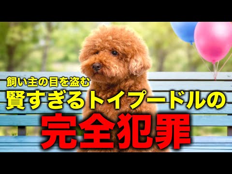 これからトイプードルを飼う人に伝えておきたい飼い主を欺くプードルの賢さ。 サムネイル