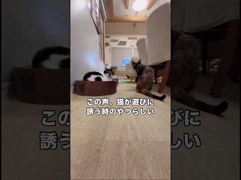 猫が遊びに誘う時の声を実際に愛猫に聞かせてみたら 保護猫 サビ猫 白黒猫 shorts サムネイル