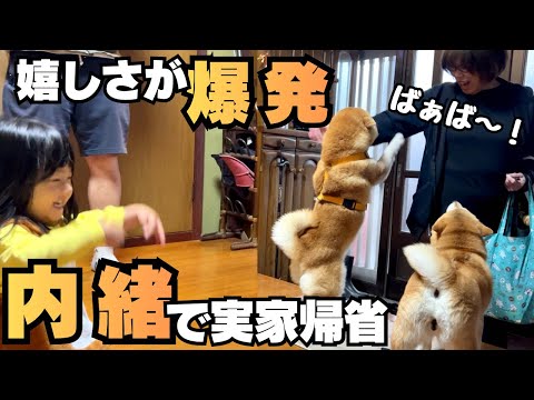 8時間かけて実家帰省…2歳の娘&柴犬達と内緒で帰ったら嬉しさ爆発 サムネイル