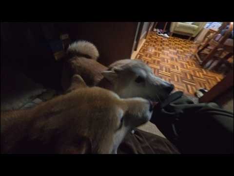 ちゃんとお留守番できました！と心配しすぎたモモさんたちに詰め寄られる夜7時 サムネイル