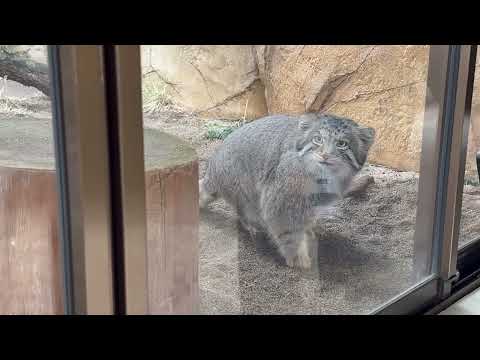 ナゴムくん 朝の見回り中〜⁈☺️ マヌルネコ　那須どうぶつ王国にて　2026年2月27日 サムネイル