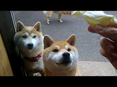 2026年4月5日(日) 朝からいい音立ててキャベツを食べる柴犬たち【キャベべワン】 サムネイル