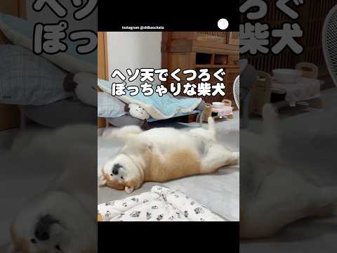 へそ天で寝るぽっちゃりな柴犬　柴犬　犬　かわいい犬 面白い　癒し サムネイル