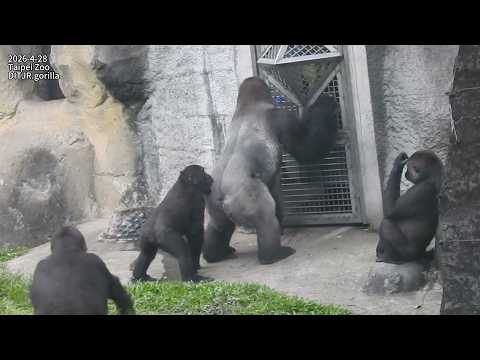 Gorilla D'jeeco family保育員餵水 Ringo Jabali也想喝水/ 搶拿dad樹枝/TJR玩搶…