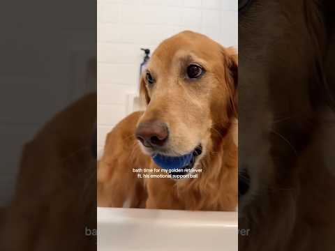 coming home to my golden retriever🥵 goldenretreiver dog ind…