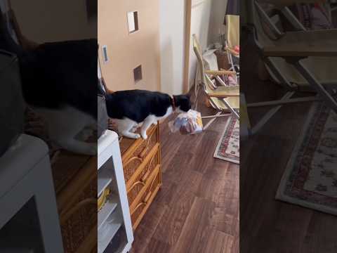 炊飯器にあったパン1斤を強奪してアジトに持っていくハチワレ。現在は足を洗っています。 ハチワレ ハチワレ猫 泥棒猫 保… サムネイル