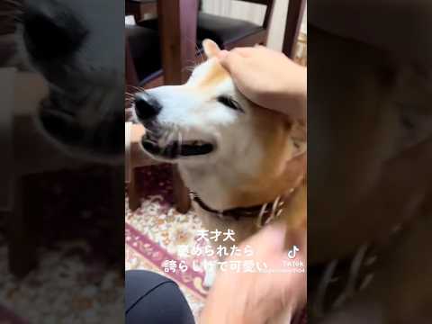柴犬福 褒められて誇らしげ柴犬🤣Shiba-Trick🤣姉と柴 shorts japanesedog 柴犬 shiba… サムネイル
