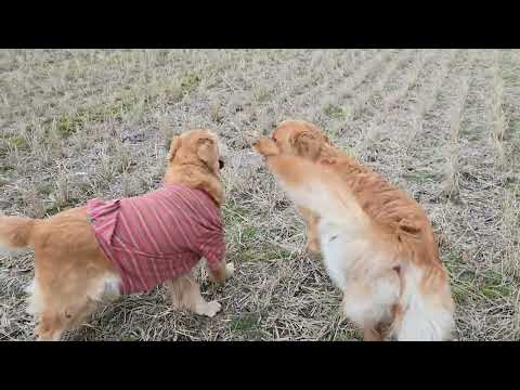 車から解放されて走り回るゴールデンレトリバーの親子８歳と２歳 サムネイル