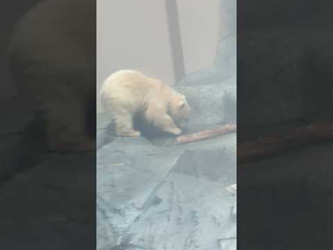 shorts モモ太くん 今日は木のオモチャの日ですか☺️？　  ホッキョクグマの仔　　秋田県男鹿水族館GAOにて20… サムネイル