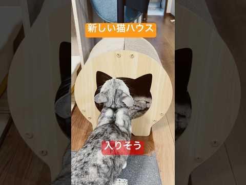 新しい猫ハウスが気に入らない保護猫 A cat that doesn't like its new home. 保護猫… サムネイル