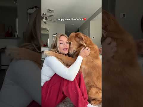 dog-tor coby to rescue🛟goldenpup puppy goldenpupppy dogbree… サムネイル