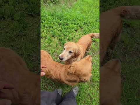 梅雨の合間のお散歩  癒し 大型犬のいる生活 ゴールデンレトリバー  ibukikohaku  goldenretri… サムネイル