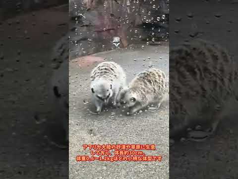 【よこはま動物園ズーラシア】ミーアキャット🐈🐈🐈 shorts サムネイル