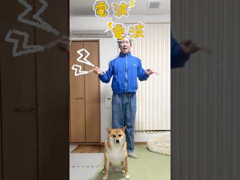 耳ピコピコで交信中🌀　柴犬 mosimosi shorts サムネイル