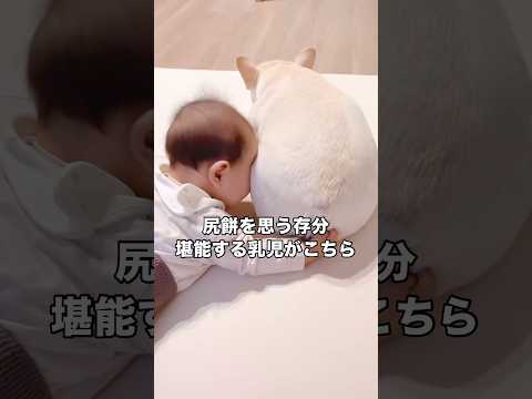 この世に生を受けて1年に満たないにも関わらず尻餅の良さに早くも気づいてしまった乳児 赤ちゃん フレブル フレンチブルド… サムネイル