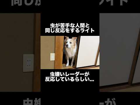 虫が嫌いな人間と同じ反応をする犬...【ボーダーコリー・ゴールデンレトリバー】shorts サムネイル