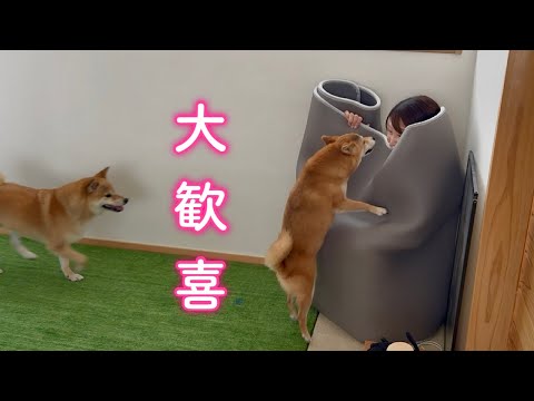 どこを探しても見つからなかったママをやっと見つけてピョンピョン飛び跳ねて喜ぶ柴犬が可愛い サムネイル