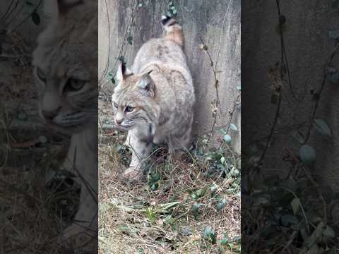 shorts ボブキャットのソラちゃん　王子動物園　2025年12月27日 サムネイル