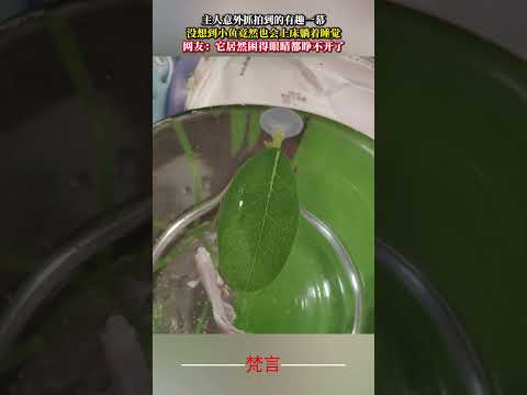 主人意外抓拍到的有趣一幕 沒想到小魚竟然也會上床躺著睡覺 意外 有趣 萬萬沒想到 amazing funny shor… サムネイル