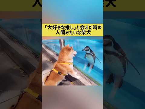 「大好きな推し」と会えた時のまるで人間みたいな柴犬 柴犬 shibainu shorts サムネイル