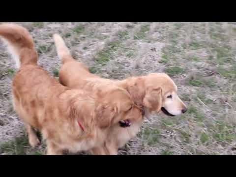 いつもの田んぼでいつもの遊び。繰り返す日常のありがたさを実感。 サムネイル