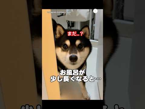 お風呂が長いと必ず見に来る柴犬😂　　　　　　柴犬　犬　かわいい犬 犬のいる暮らし かわいい サムネイル